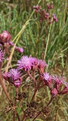 Campuloclinium macrocephalum