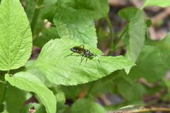 Cryptinae