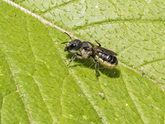 Osmia niveata