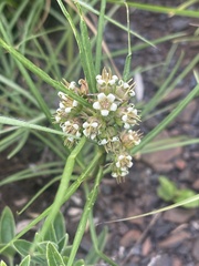 Stenostelma corniculatum