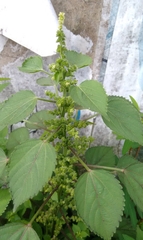 Acalypha indica