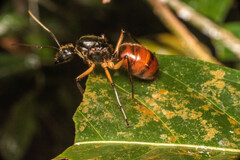 Dinomyrmex gigas borneensis