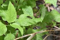 Cryptinae