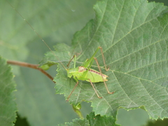 Leptophyes laticauda