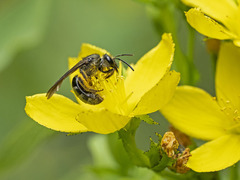 Lasioglossum chalcodes
