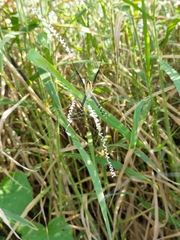 Argiope catenulata