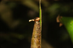 Xanthotaenia busiris