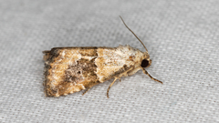 Maliattha amorpha