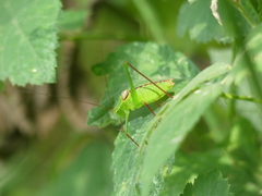 Leptophyes laticauda