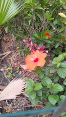 Hibiscus rosa-sinensis
