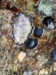 Saccostrea glomerata