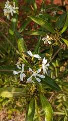 Tabernaemontana catharinensis