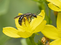 Lasioglossum chalcodes