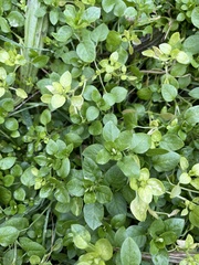 Stellaria media