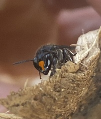 Hyleoides concinna