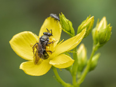 Lasioglossum chalcodes