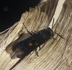 Hyleoides concinna