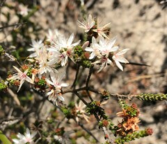Calytrix alpestris