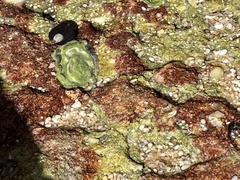 Saccostrea glomerata