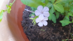 Plumbago auriculata