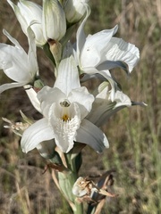 Chloraea crispa