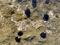 Nerita melanotragus