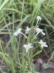 Chascanum hederaceum