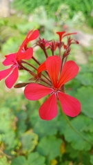 Pelargonium