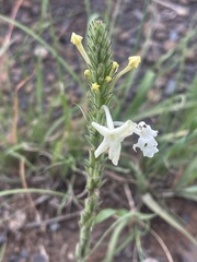 Chascanum hederaceum