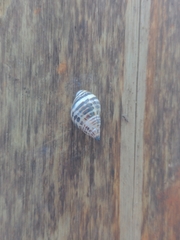 Drymaeus poecilus
