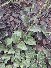 Chascanum hederaceum