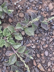 Chascanum hederaceum