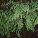 Fragile Maidenhair - Photo (c) nazariocarlos, some rights reserved (CC BY-NC), uploaded by nazariocarlos