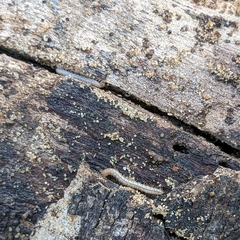 Myriapoda