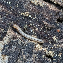 Myriapoda