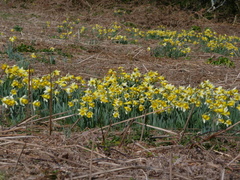 Narcissus pseudonarcissus