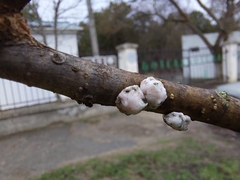 Ceroplastes albolineatus