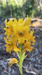 Chloraea