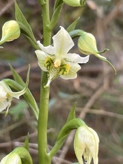 Chloraea