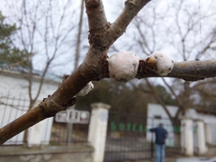 Ceroplastes albolineatus