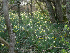 Narcissus pseudonarcissus