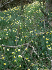Narcissus pseudonarcissus