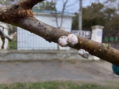 Ceroplastes albolineatus