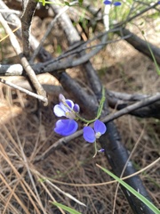 Comesperma sphaerocarpum