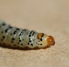 Neuranethes spodopterodes