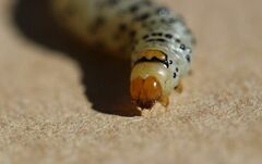 Neuranethes spodopterodes