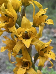 Chloraea gavilu