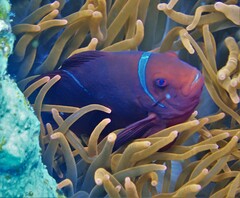 Amphiprion biaculeatus