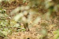 Mandrillus sphinx