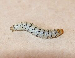 Neuranethes spodopterodes